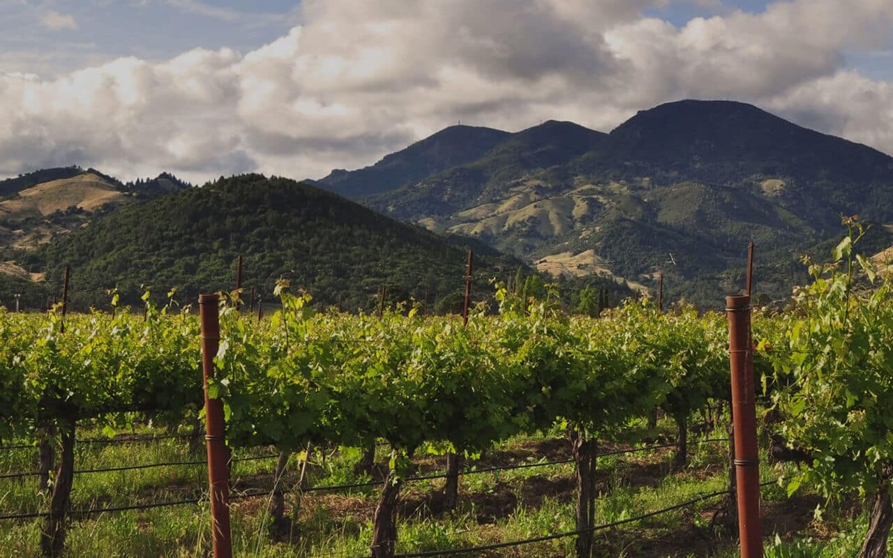Rows of grapevines in a Napa Valley vineyard with layered green mountains and a partly cloudy sky in the background.